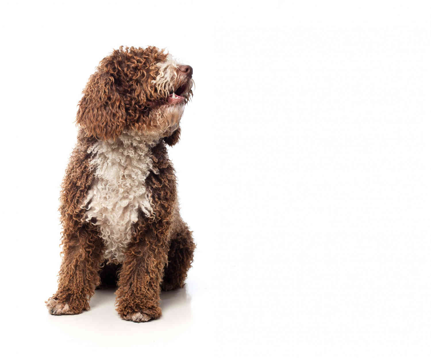 Introducing a Goldendoodle to a New Baby: Tips for a Safe and Happy Introduction